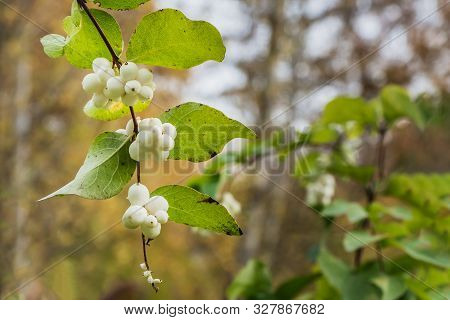 A Brush Of White And Green Berries Svidina White With Green Leaves In Autumn