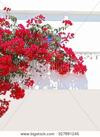 Blooming Red Bougainvillea Flowers - Koufonisia Islands Cyclades Greece