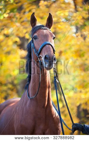 Portrait Of Graceful Thoroughbred Chestnut Horse On Sunny Yellow Autumn Leaves Background. Multicolo