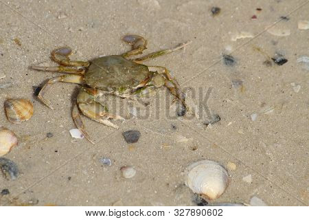 Sea Crab In The Sand Near The Water. Close-up