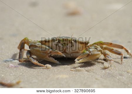 Sea Crab In The Sand Near The Water. Close-up