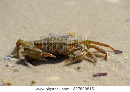 Sea Crab In The Sand Near The Water. Close-up