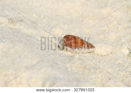 Sea Crab In The Sand Near The Water. Close-up