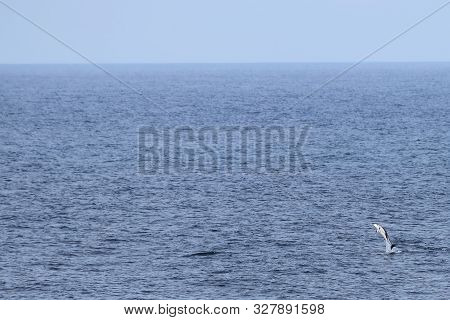 Dolphin Jumping In The Ocean. Pacific White-sided Dolphin Lagenorhynchus Obliquidens In Natural Habi