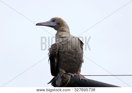 Young Red-footed Booby (sula Sula) Bird Sitting On The Ship Mast On Sky Background. Marine Bird In N