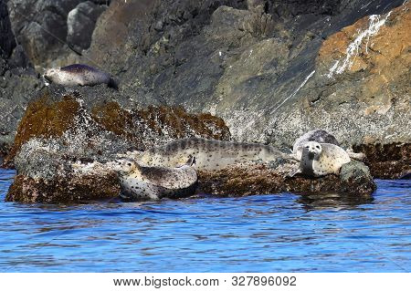 Seals In Sanctuary. Group Of Spotted Seals (largha Seal, Phoca Largha) Laying On Coastal Rocks. Calm