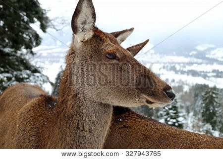 Some Red Deeers In Winter Landscape With Snow