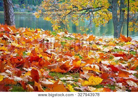 Coloured Maple Leaves In The Fall. Well Convey The Mood Of Autumn Close Up Orange Leaves On Ground W