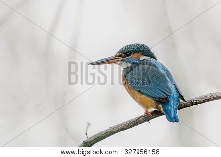 Common Kingfisher (alcedo Atthis) Sitting On A Branch Above A Pool In The Forest Of Noord Holland (h