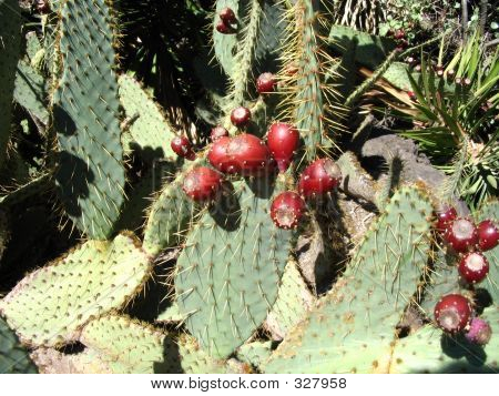 Opuntia