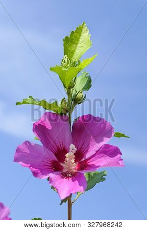 A Beautiful Pink Flower With A Blue Sky In The Background