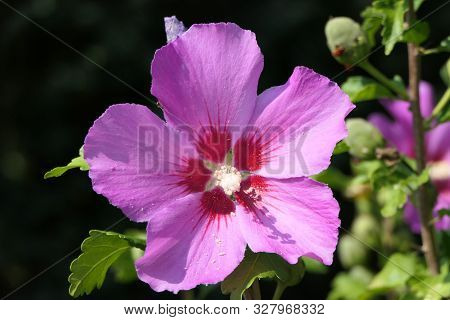 A Beautiful Pink Flower Surrounded By Green Branches