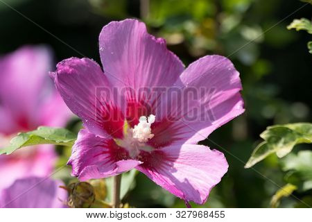 A Beautiful Pink Flower Surrounded By Green Branches