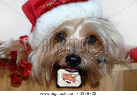 Ivrig Santa Fan