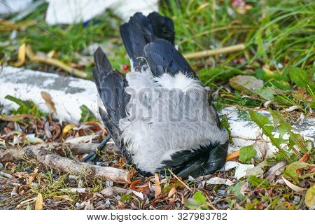 Dead Crow. Ecological Disturbance For Animals. Dead Crow In The Grass. Dead Black Bird On The Lawn, 