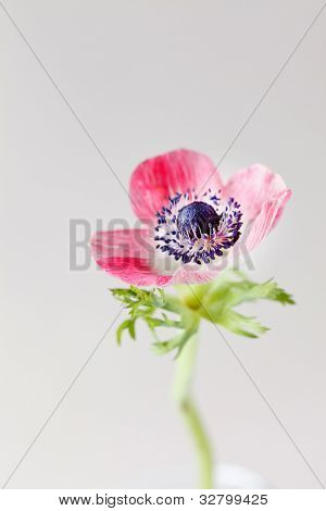 anémona flor