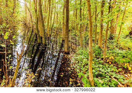 Swamp Forest With Clear Water With A Beautiful Reflection Covering The Tree Trunks, Day At The Begin