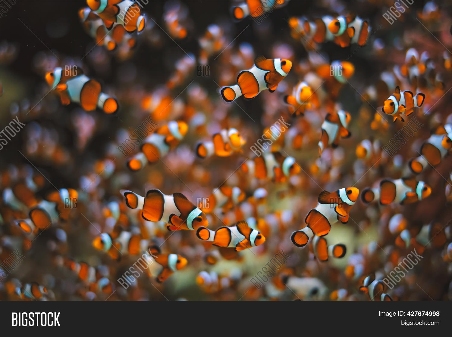 Clown Anemonefish Image & Photo (Free Trial) | Bigstock
