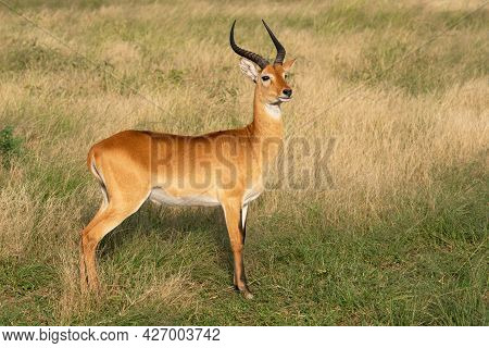 Uganda Kob (kobus Thomasi), Queen Elizabeth National Park, Uganda