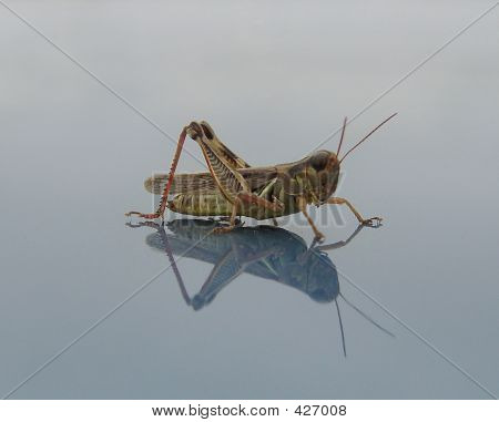 Szöcske