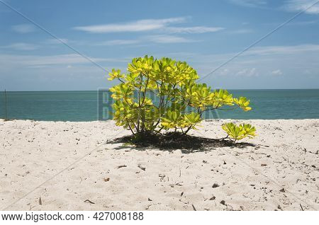 A Small Malabar Almond Or Terminalia Catappa Growing On The White Sands Of Kerachut Beach Located In