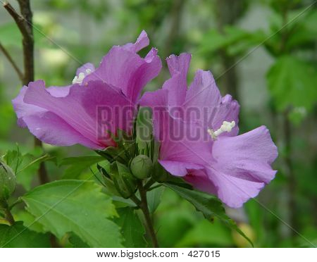 Twin hibiszkusz
