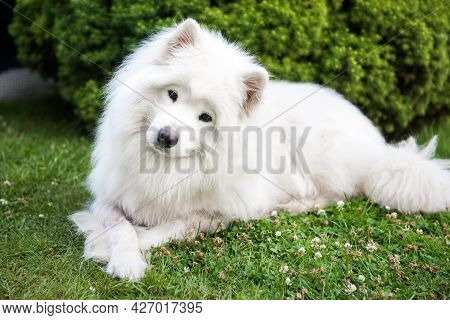 Big White Dog With Fluffy Hair Of Samoyed Breed