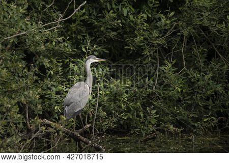 Beautiful Grey Heron Bird Ardea Cinerea Pelecaniformes On Lake In Summer Hunting Small Fish In Water