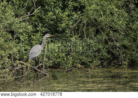 Beautiful Grey Heron Bird Ardea Cinerea Pelecaniformes On Lake In Summer Hunting Small Fish In Water