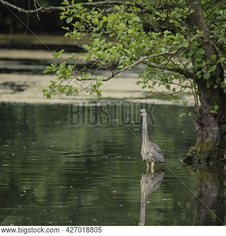 Beautiful Grey Heron Bird Ardea Cinerea Pelecaniformes On Lake In Summer Hunting Small Fish In Water