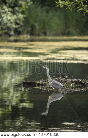 Beautiful Grey Heron Bird Ardea Cinerea Pelecaniformes On Lake In Summer Hunting Small Fish In Water