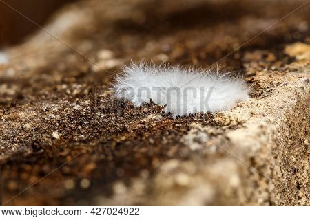 Small Patch Of Fluffy White Cave Mold Or Efflorescence In A Basement - Close-up Macro Photo