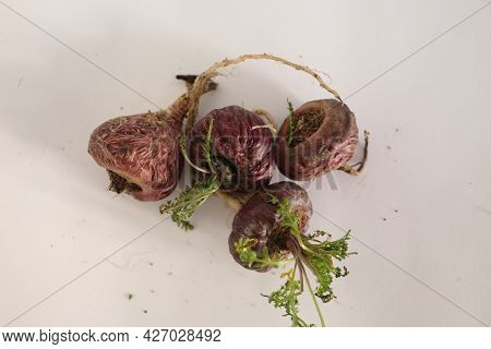 Maca. Peruvian Root For Vitality, Energy And Healty. Red Peruvian Maca In White Background