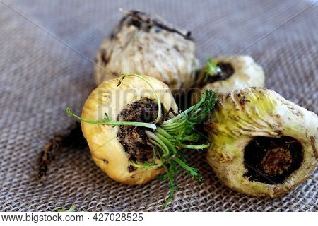 Maca. Peruvian Root For Vitality, Energy And Healty. White Peruvian Maca In Rustic Background