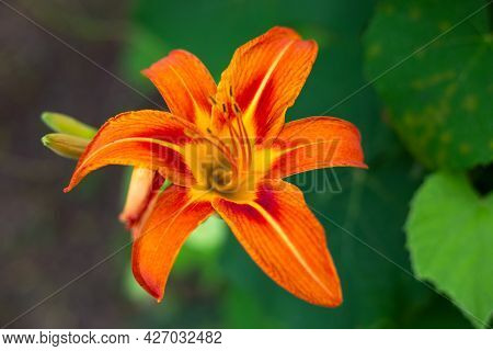 Orange Lily Flower, Close-up. Growing Plants In The Garden. Selective Focus.