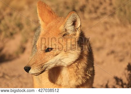 Closeup An Adorable Andean Fox Or Zorro Culpeo Found At The Chilean Altiplano In Northern Chile, Sou