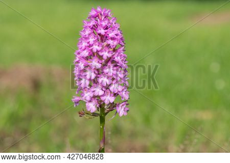 Pyramid Orchid (anacamptis Pyramidalis) Flower
