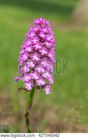 Pyramid Orchid (anacamptis Pyramidalis) Flower