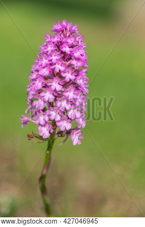 Pyramid Orchid (anacamptis Pyramidalis) Flower