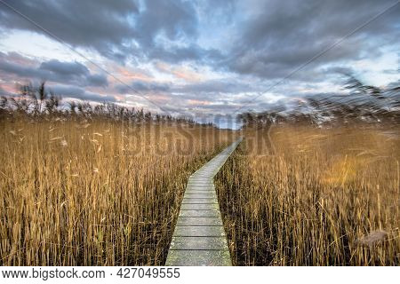 Wooden Walkway Through Salt Tidal Marsh In Natura 2000 Area Dollard, Groningen Province, The Netherl