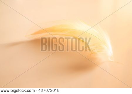 Brown Feather Fluffy Nature With Dark Shadow On Orange Background. Flat Lay And Free Space. Tenderne