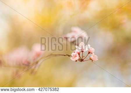 Beautiful Nature Spring Background With Sakura Flowers. Dream Blur With Bokeh Nature Foliage, Idylli