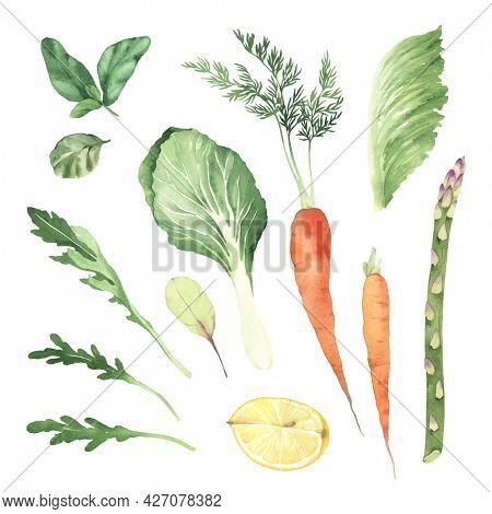Set of vegetables and herbs, watercolor colorful collection with leaf bok choy, carrot, asparagus, basil, leaves arugula, slice of lemon, iceberg lettuce leaf.