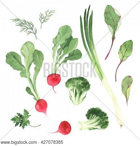 Set of vegetables and herbs, watercolor colorful collection with radish, broccoli, green onion, dill, leaves chard and rhubarb, parsley.