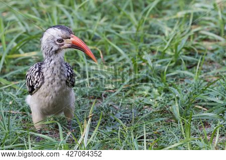 Southern Red-billed Hornbill (tockus Rufirostris) Standing On The Ground In Kruger National Park, So