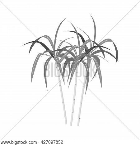 Vector Design Of Palm And Cane Icon. Web Element Of Palm And Plant Vector Icon For Stock.