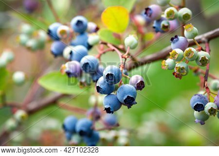 Highbush Blueberry Shrub With Ripe Blue And Unripe Green Berries, Stock Photo