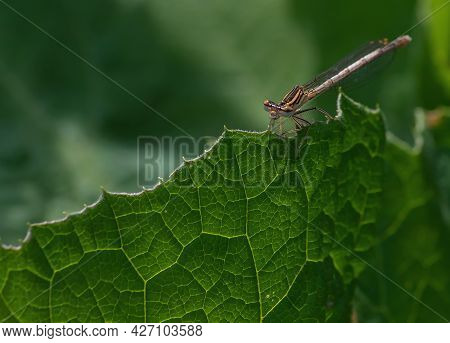 Dragonfly On A Green Background. Summer Sunny Day. Close Up
