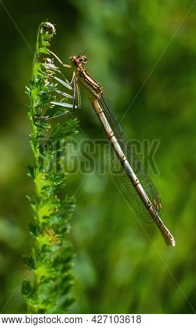 Dragonfly On A Green Background. Summer Sunny Day. Close Up