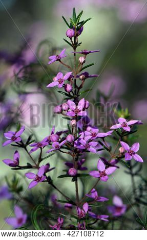Pink Flowers Of Australian Native Boronia Ledifolia, Family Rutaceae. Growing In Sydney Woodland, Ns